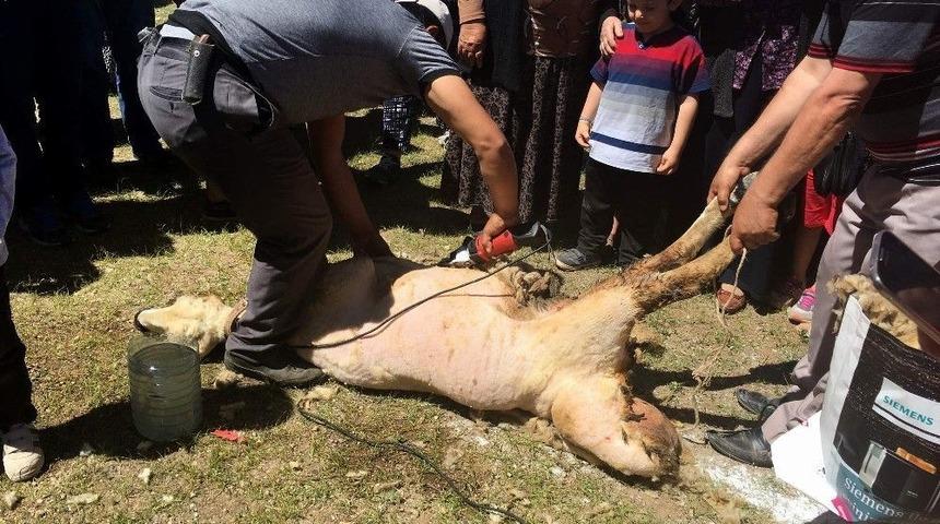 Develi&rsquo;de Koyun Kırım Şenliği D&uuml;zenlendi