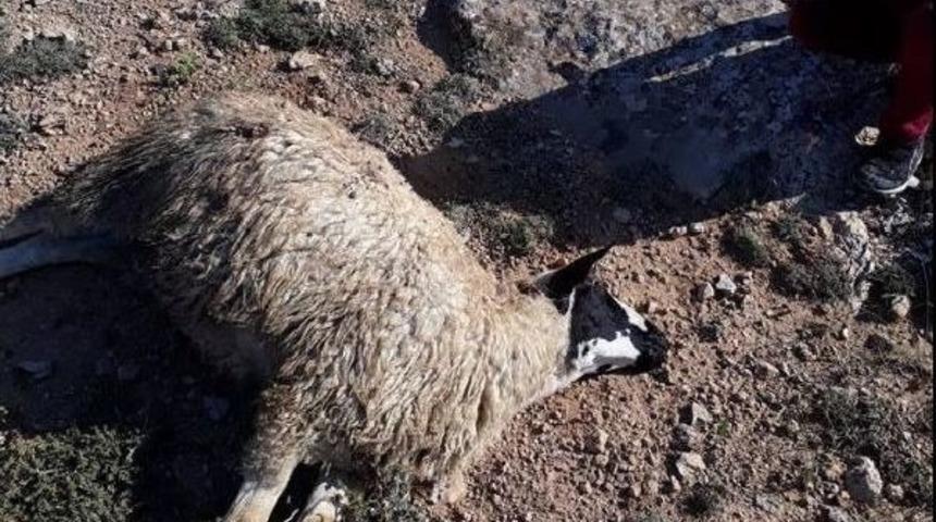 Ağılın Kapısı A&ccedil;ıldı, Kurtlar 23 Koyunu Telef Etti