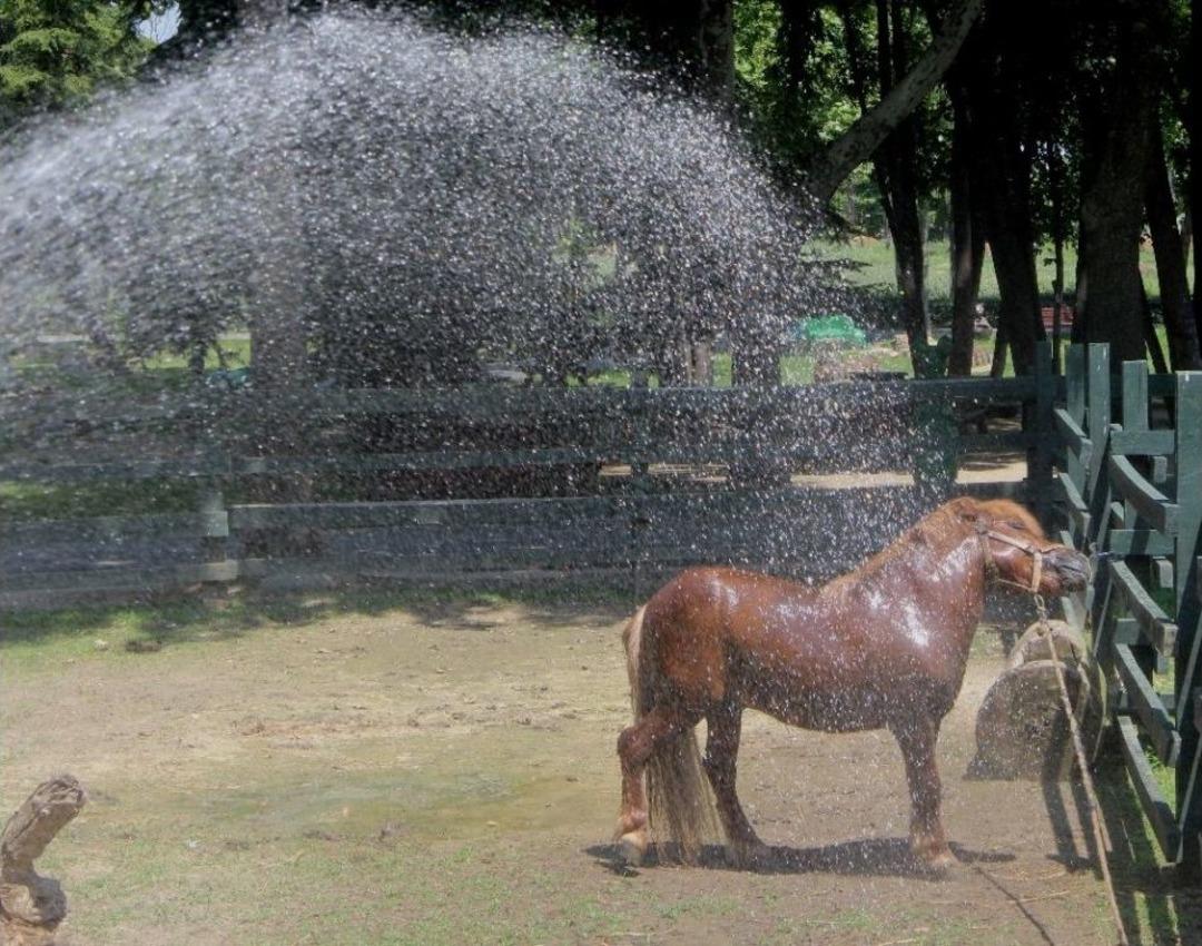 (&ouml;zel Haber) Bursa&rsquo;da Sıcaktan Bunalan Hayvanlar B&ouml;yle Serinledi