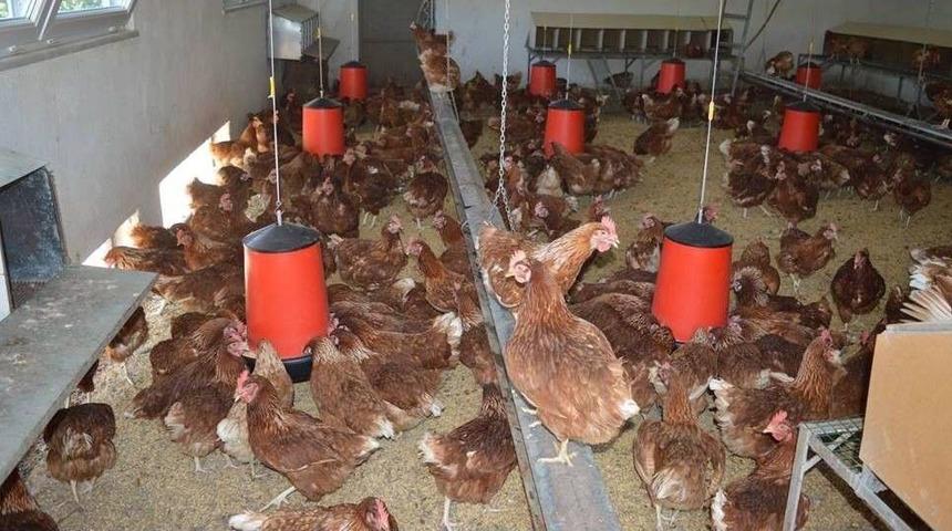 Ordu&rsquo;da Haftada 150 Bin Yumurta &Uuml;retiliyor