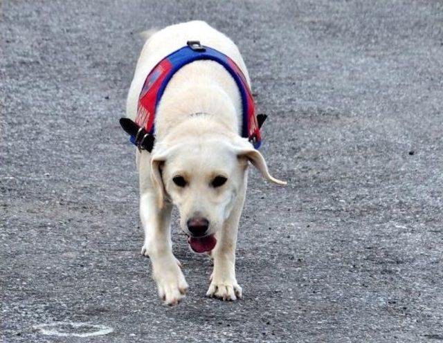 Jandarmanın Özel Eğitimli Köpeği Acar, Patlayıcı Avcısı