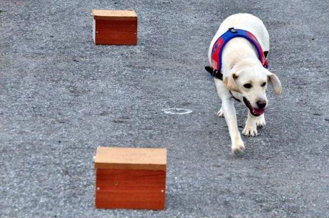 Jandarmanın Özel Eğitimli Köpeği Acar, Patlayıcı Avcısı