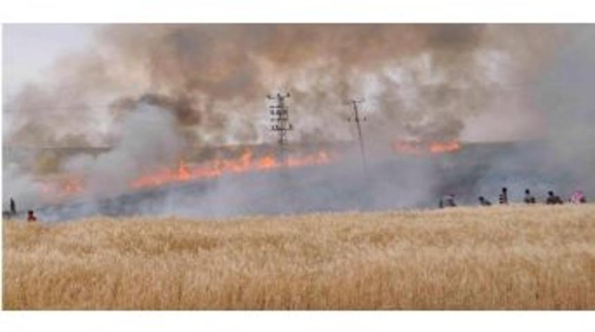 Batman&rsquo;da 200 D&ouml;n&uuml;m Buğday Tarlası Yandı
