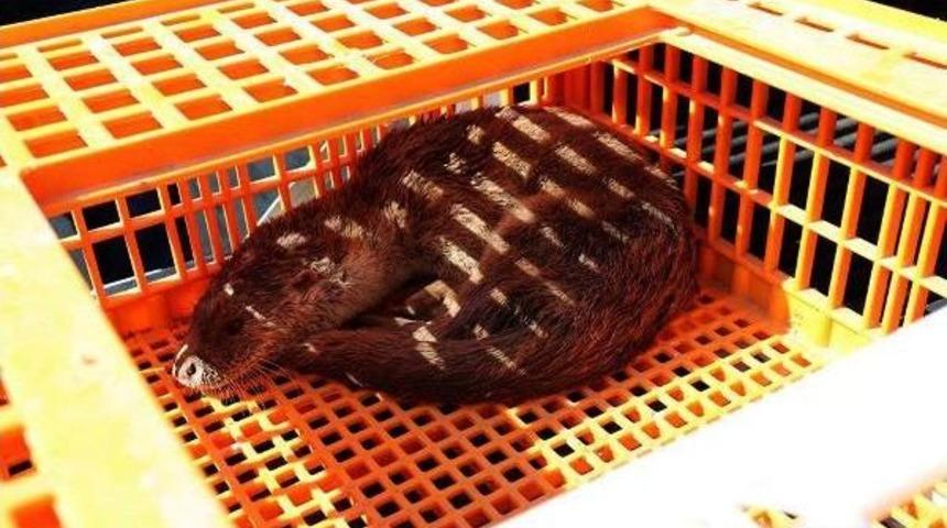 Tekirdağ'da Su Samuru Işyerinin Bah&ccedil;esine Girdi