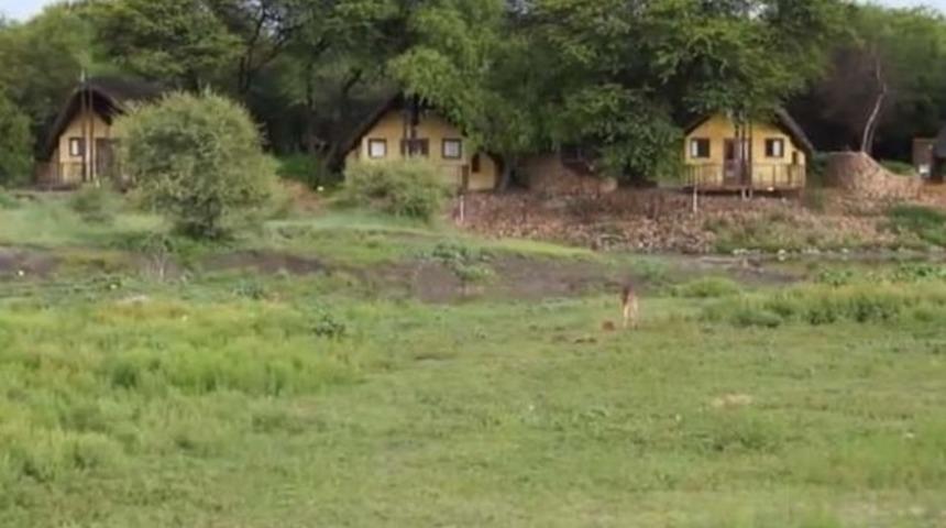 Vahşi doğada inanılmaz görüntü