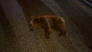 Otomobilin Çarptığı Yavru Ayı Doğaya Salındı