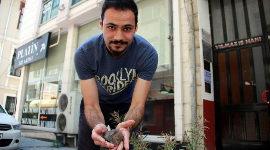 Yaralı G&uuml;vercine Esnaf Şefkati