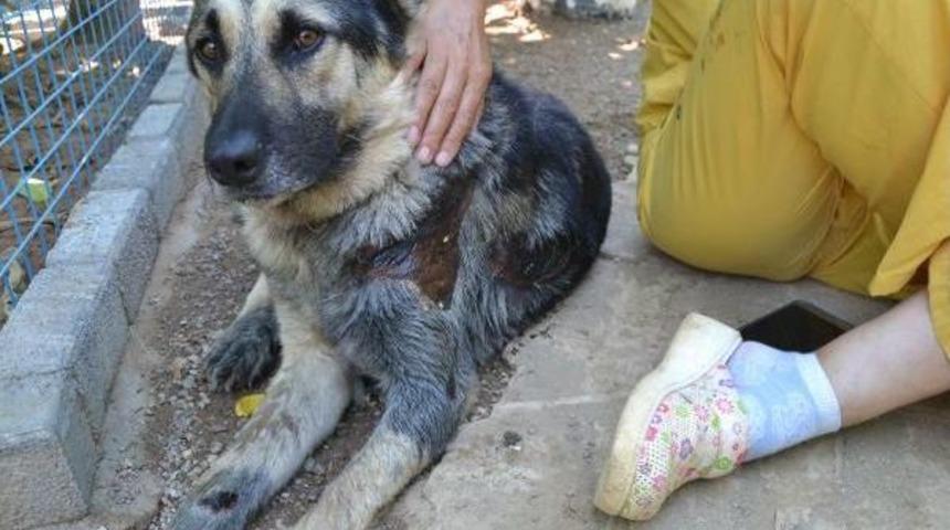 O Köpeğin Sahibine 300 Tl Para Cezası