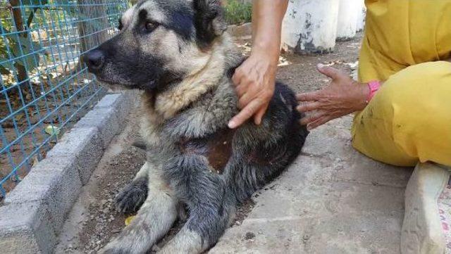 O Köpeğin Sahibine 300 Tl Para Cezası