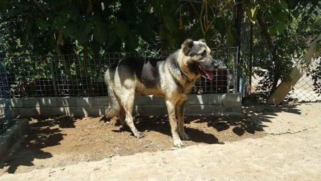 O Köpeğin Sahibine 300 Tl Para Cezası