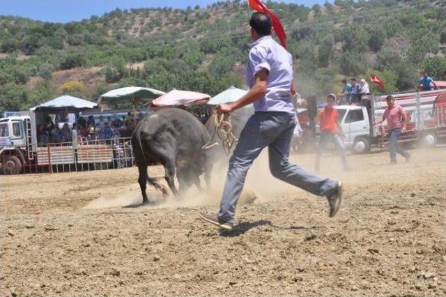 Boğalar, Cami Yararına Güreşti