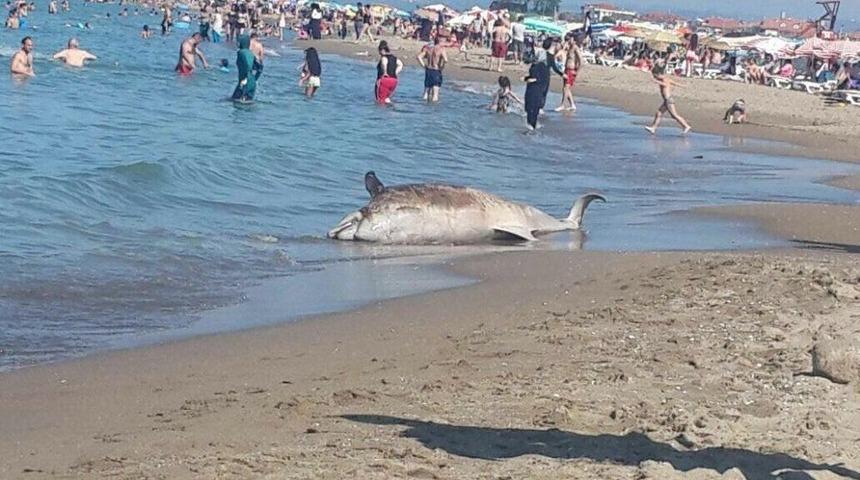 &Ouml;l&uuml; Yunus Balığı Karaya Vurdu