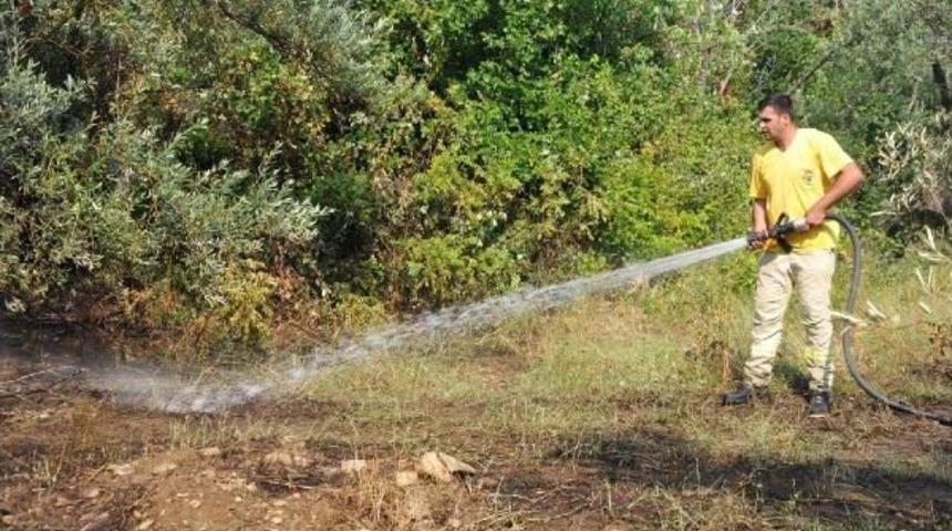 Alevler 3 Dönüm Zeytinliği Küle Çevirdi