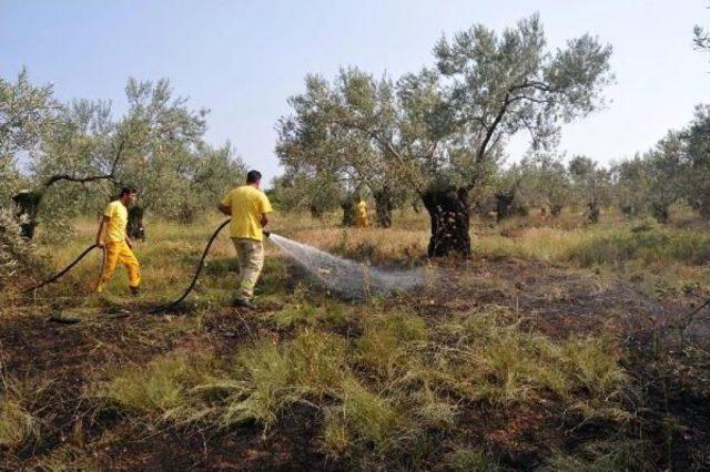 Alevler 3 Dönüm Zeytinliği Küle Çevirdi