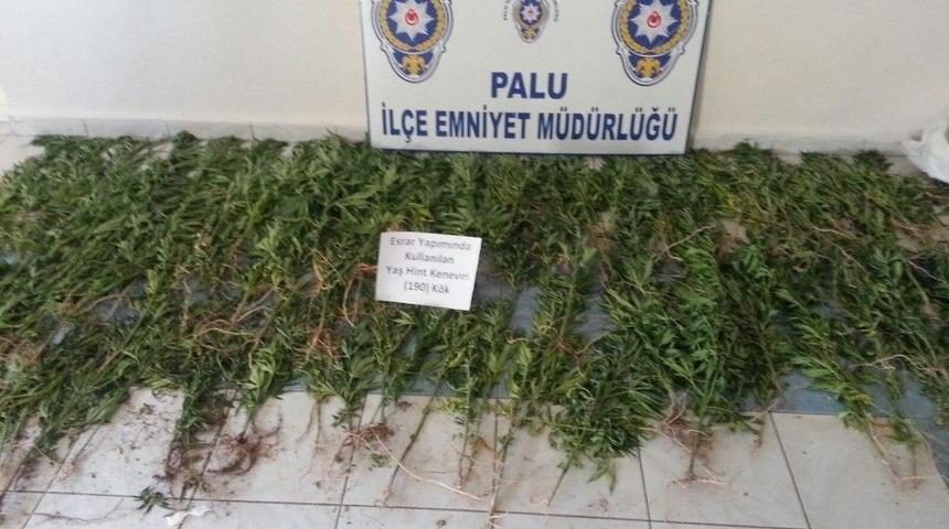 Elazığ&rsquo;da 275 K&ouml;k Hint Keneviri Ele Ge&ccedil;irildi