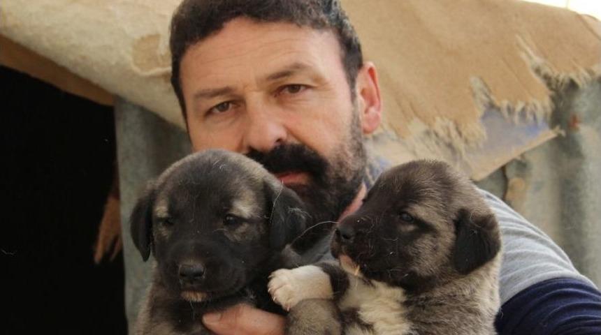 (&ouml;zel Haber) Hazır S&uuml;t Kangal Yavrularını &Ouml;ld&uuml;r&uuml;yor