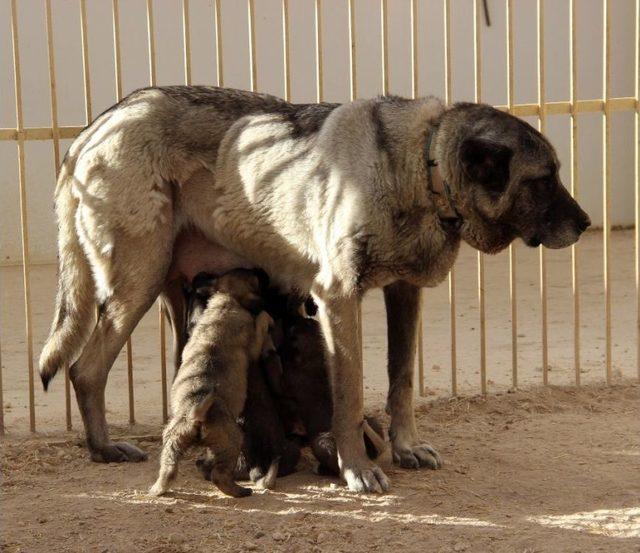 (özel Haber) Hazır Süt Kangal Yavrularını Öldürüyor