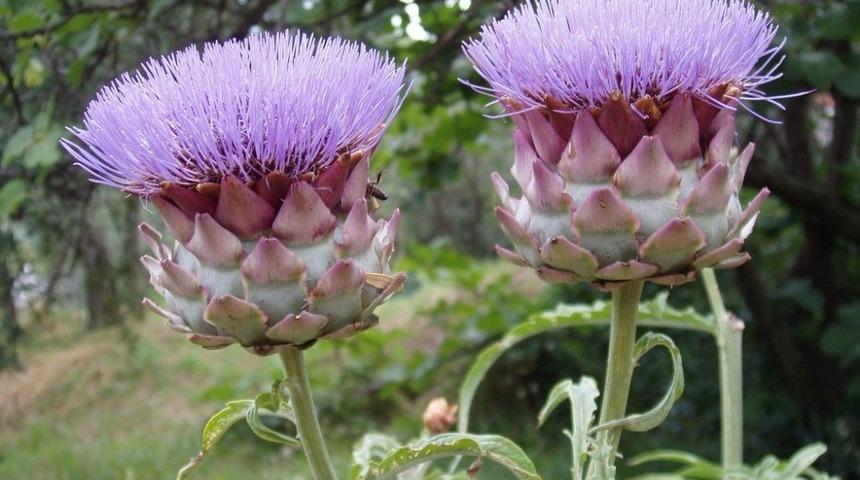 Karaciğere Faydalı Olan Bitkiler