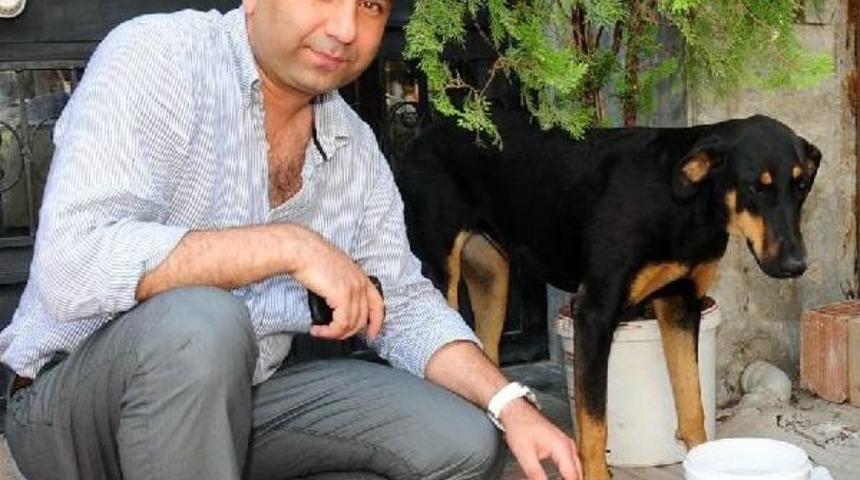 Hayvanseverlere Sıcak Uyarısı