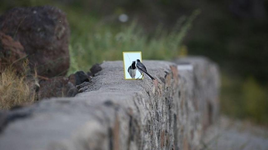 Ayna Meraklısı Kuş G&ouml;renleri Şaşırtıyor