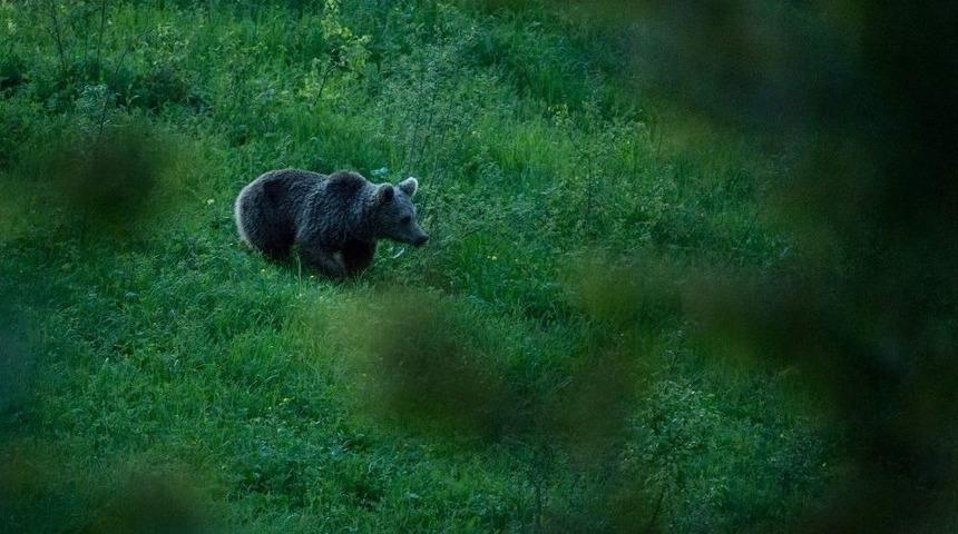 T&uuml;rkiye&rsquo;nin Doğal Hayatını Fotoğraflıyor