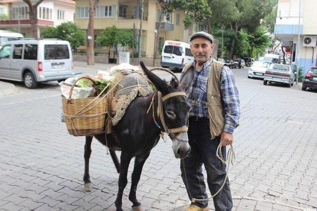 Raşit Dede, Akıllı Eşeği Sayesinde Daha Sağlıklı Olduğunu Belirtti