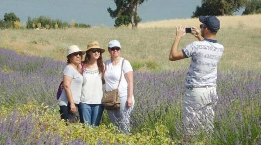 Lavanta Bahçelerinde Bayram Yoğunluğu