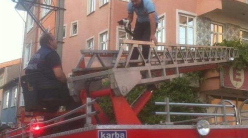 Tabela İle Duvar Arasına Sıkışan Kedi Kurtarıldı