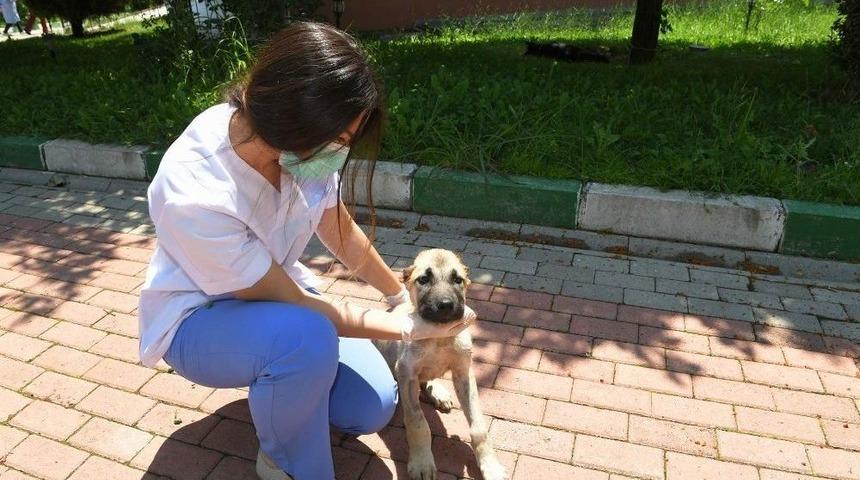 K&ouml;peğin Kulağını Kestiler, Belediye Hayata D&ouml;nd&uuml;rd&uuml;