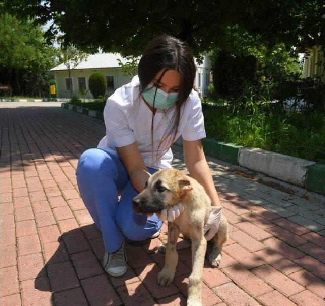 Köpeğin Kulağını Kestiler, Belediye Hayata Döndürdü