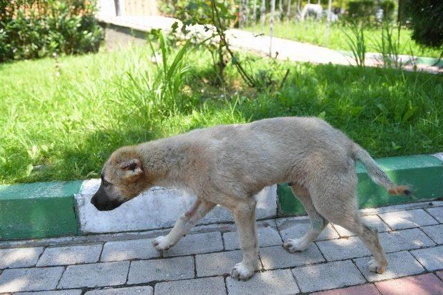 Köpeğin Kulağını Kestiler, Belediye Hayata Döndürdü