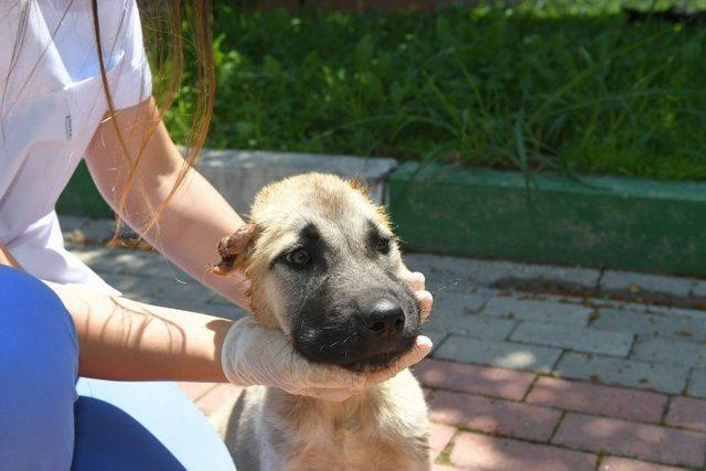 Köpeğin Kulağını Kestiler, Belediye Hayata Döndürdü