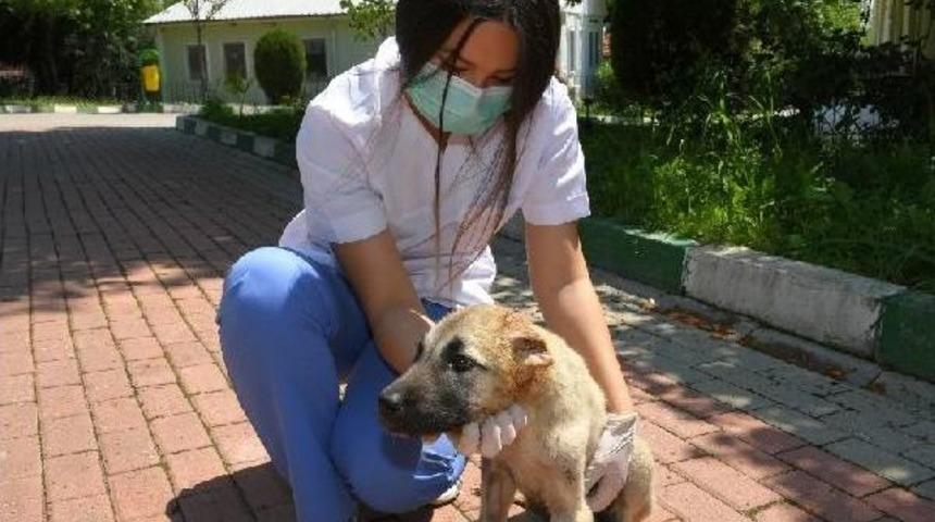 Kulakları Kesilen Yavru K&ouml;pek Sağlığına Kavuştu