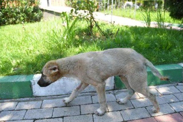 Kulakları Kesilen Yavru Köpek Sağlığına Kavuştu