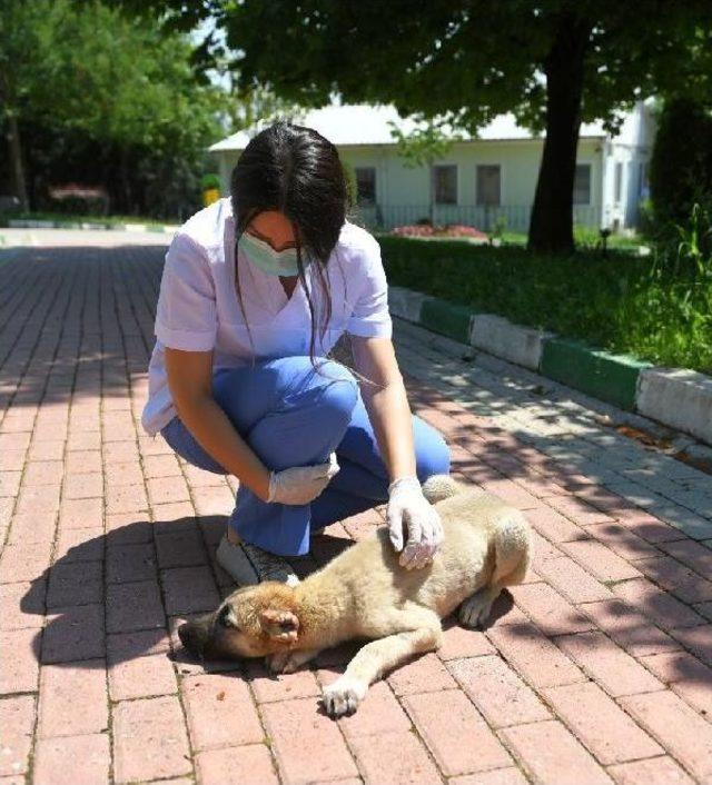 Kulakları Kesilen Yavru Köpek Sağlığına Kavuştu