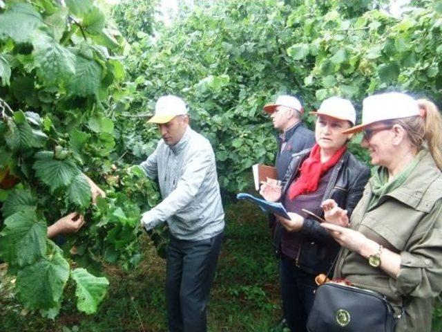 Samsun’da Fındık Rekolte Çalışmaları Tamam