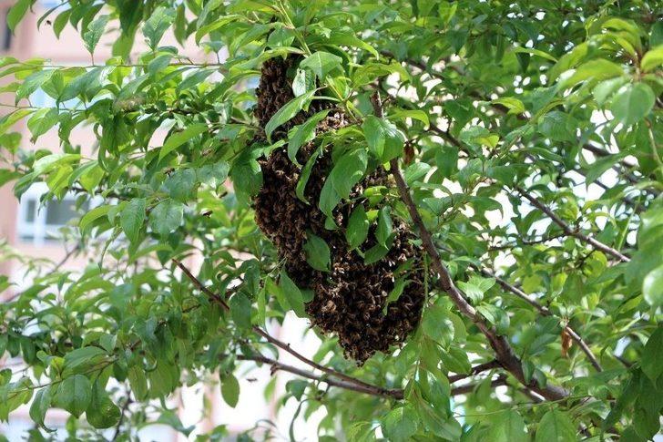 Binlerce Bal Arısını Yağ Tenekesine Doldurdu G3