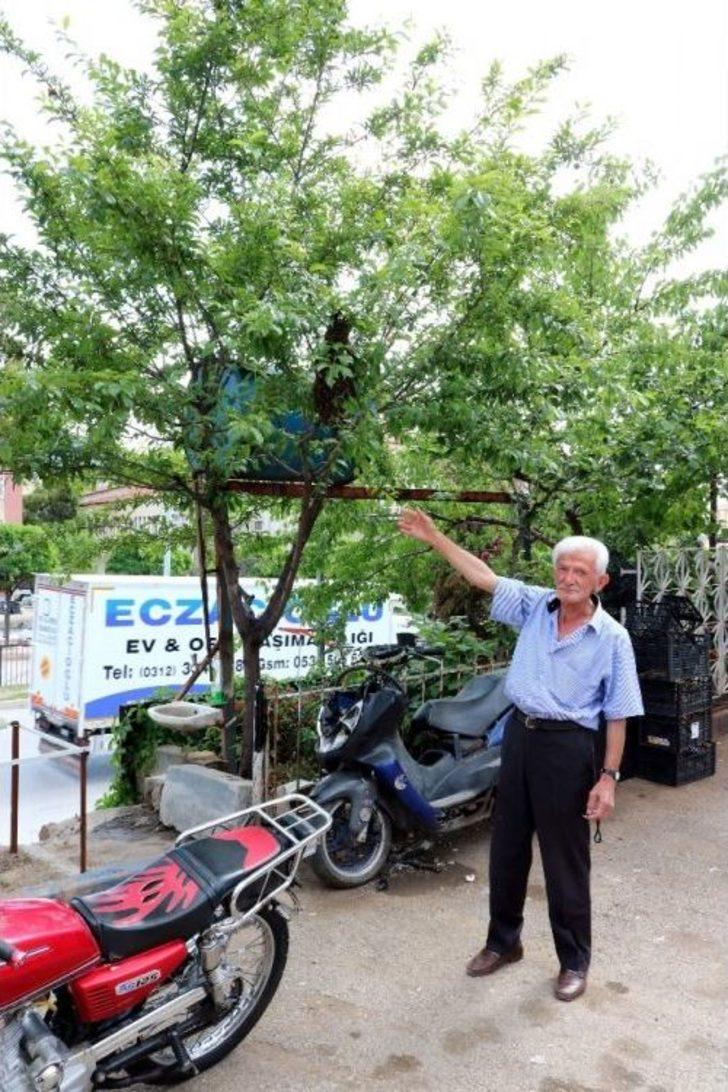 Binlerce Bal Arısını Yağ Tenekesine Doldurdu G4