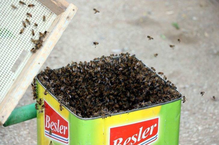 Binlerce Bal Arısını Yağ Tenekesine Doldurdu G5