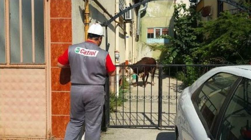 Mezbahadan Ka&ccedil;tı, Ortalığı Birbirine Kattı