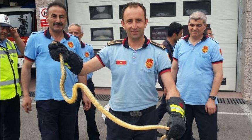 Ankara İtfaiyesi 294 Hayvanı Kurtardı