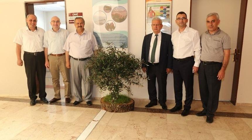 Başkan Uysal Turizm Fak&uuml;ltesine Zeytin Ağacı Hediye Etti