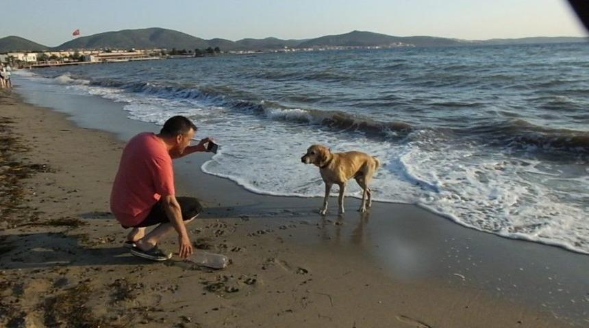 Plajdaki K&ouml;pek Tatilcilerin Maskotu Oldu