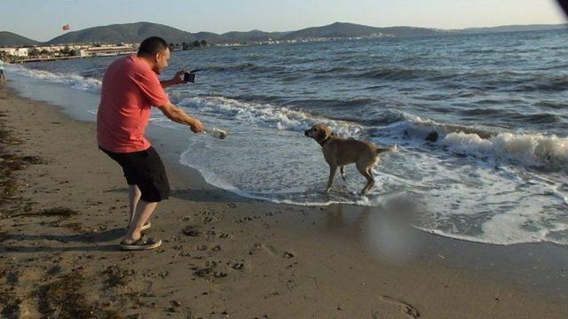 Plajdaki Köpek Tatilcilerin Maskotu Oldu