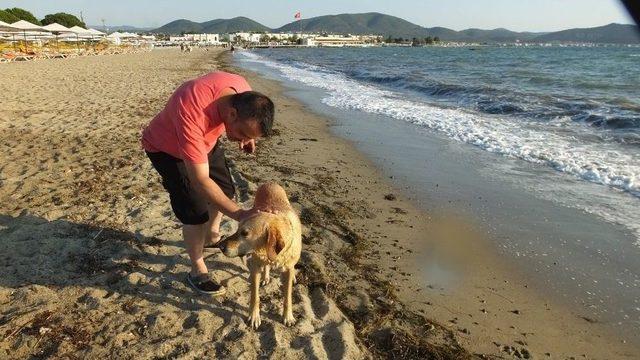 Plajdaki Köpek Tatilcilerin Maskotu Oldu