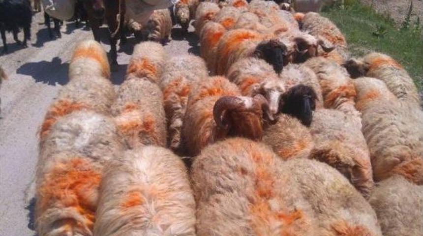 G&ouml;&ccedil;erlerin 6 Aylık Hasreti Bitti