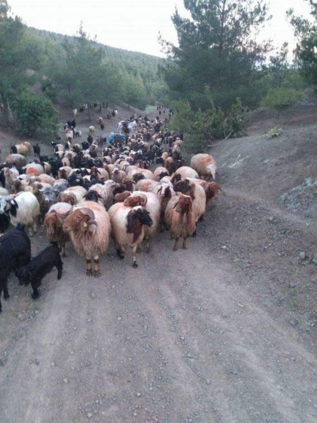 Göçerlerin 6 Aylık Hasreti Bitti