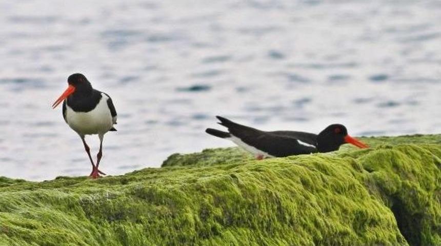 Kuş Oteli&rsquo;Ne 2 Yeni T&uuml;r Geldi