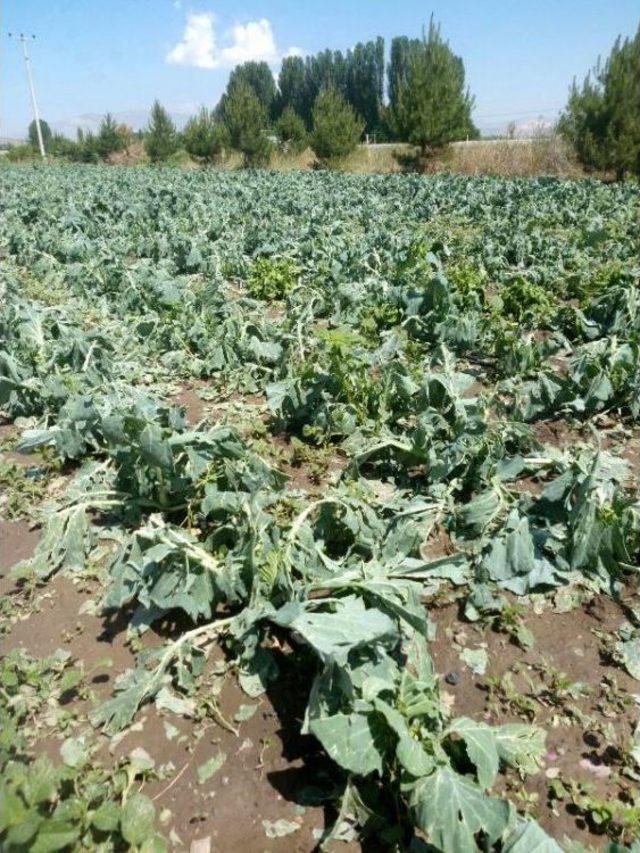 Korkuteli'de Tarım Arazilerini Dolu Yağışı Vurdu