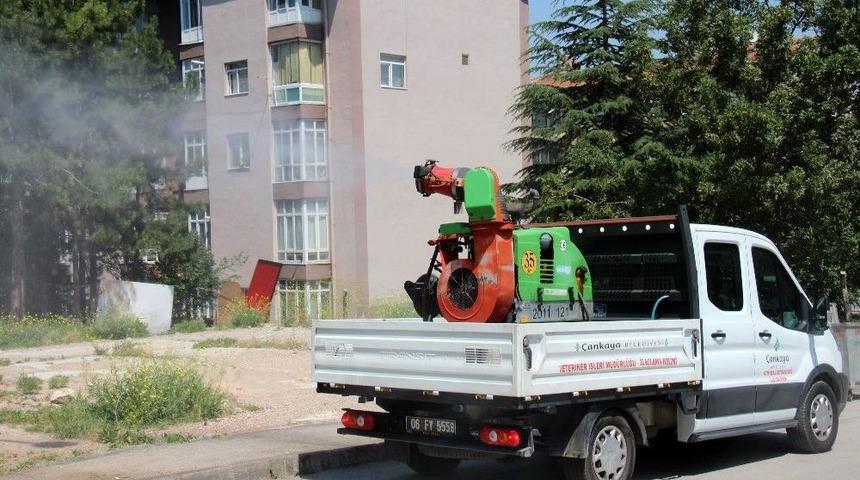 &Ccedil;ankaya&rsquo;da Haşereyle M&uuml;cadelede Yoğun Mesai Başladı
